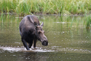 Moose in the lake in Grand Teton National Park USA