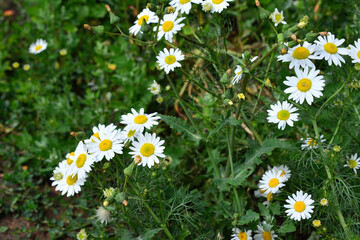 Fototapeta premium chamomiles on the meadow isolated, close-up