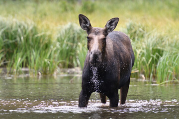 Moose in the lake in Grand Teton National Park USA