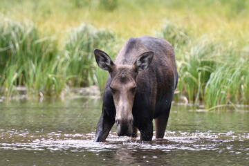 Moose in the lake in Grand Teton National Park USA