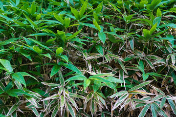 Bamboo Field
