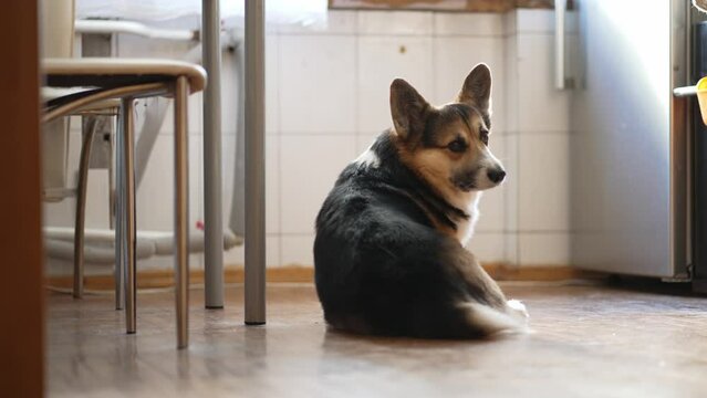 funny cute tricolor Welsh Corgi dog sits on floor in kitchen and asking for yammy feed. female owner feeding pet by cheese. puppy eats and licks its lips. life with pets, domestic animals