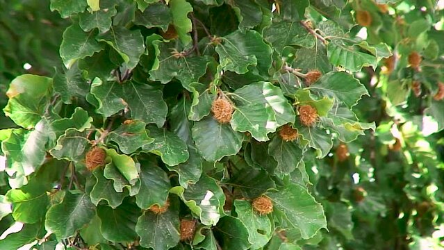 Beech nuts hanging from a branch of a Beech tree