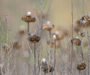 field of old, withered sunflowers