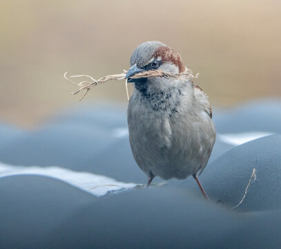 Sparrow collecting materials for a nest
