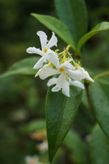 Trachelospermum jasminoides evergreen woody liana