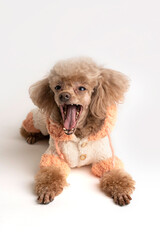 Portrait of a beautiful dog in a plush jumpsuit on a light background