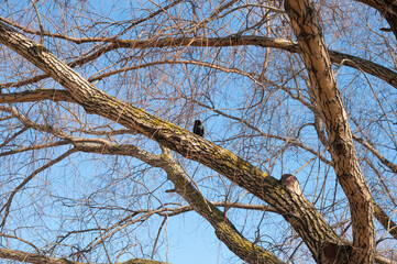Small black starling bird sitting on a tree branch against blue sky