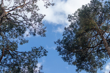 Sky in the forest