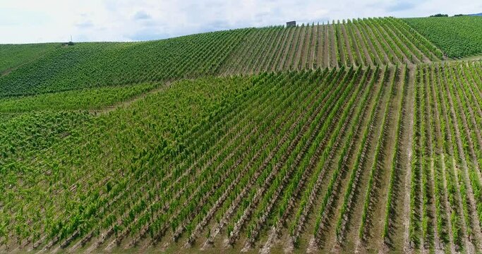 Aerial shot of a vineyard on the side of a hill, moutains in background