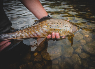 Grayling caught fly fishing in spring
