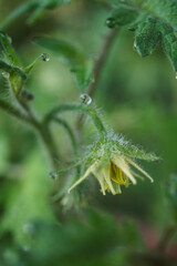 Blooming tomato after the rain