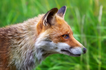 Red fox, close-up. A splendid specimen of red fox photographed in the foreground, against the backdrop of the flowering meadow.