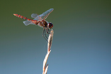 Dragonfly in Yellowstone National Park USA