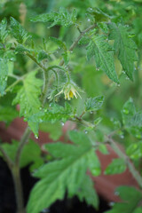 Tomato plant after a rain