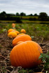 Pumpkins in a line in the field
