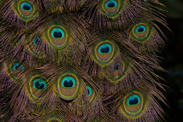 Fototapeta premium peacock feather close up