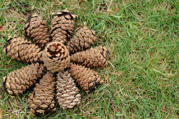 A circle made of pine cones on the grass