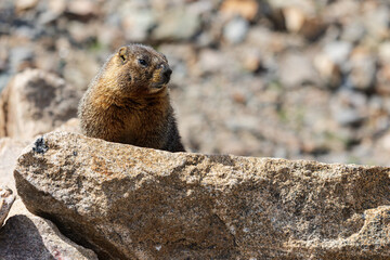 Yellow-bellied marmot Marmota flaviventris at Rocky Mountain National Park, Colorado, USA