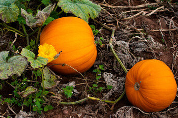 pumpkins growing