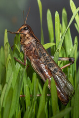 grasshopper on a leaf