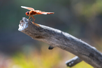 Dragonfly in Yellowstone National Park USA