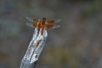 Dragonfly in Yellowstone National Park USA
