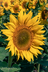Fototapeta premium yellow sunflower on the field in Ukraine