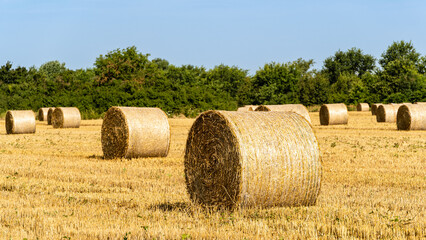 Straw collected in round bales after harvesting wheat in  endless field against blue summer sky. Blurred background. Selective focus. Close-up of golden bales of straw. Nature concept for design.