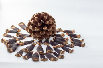 Pine cone and its scales isolated on white