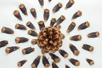 Top view of a pine cone surrounded by its scales spread around on a white background