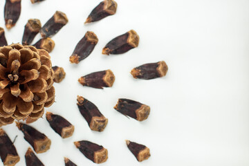 Obraz premium Top view of pine cone and its scales spread around on a white background