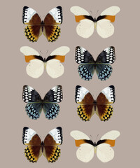 Amathusiidae subfamily butterflies