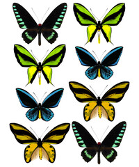 Fototapeta na wymiar Tropical butterflies collection