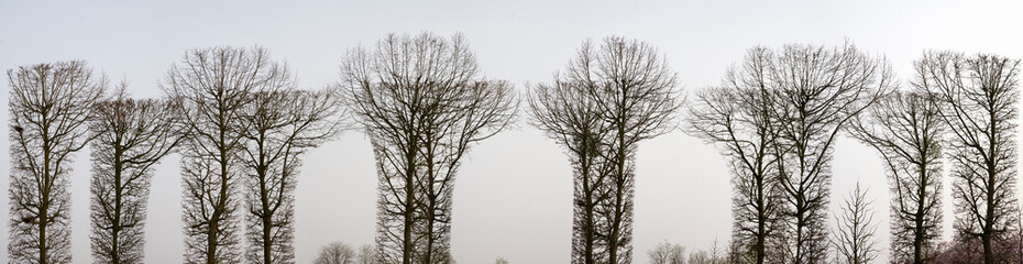 Baum Silhouette Panorama