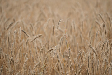 Fototapeta na wymiar Heavy wheat ears bending down on a summer morning