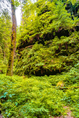 Magical enchanted fairytale forest with fern, moss, lichen and sandstone rocks at the hiking trail Devil chamber in the national park Saxon Switzerland near Dresden, Saxony, Germany.