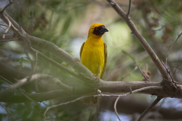 Ruppell's weaver perched on a branch, Bahrain