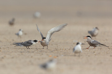 White cheeked tern feeding its young, Bahrain