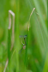 イトトンボが静かにたたずむ