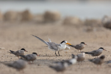 Greater Crested Tern among white cheeked terns, Bahrain