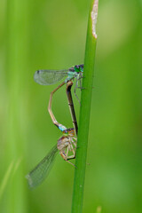 イトトンボが静かにたたずむ