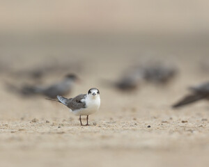 Juveinle white cheeked tern looking straight