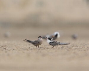 Juvenile white cheeked tern begging for food from an adult, Bahrain