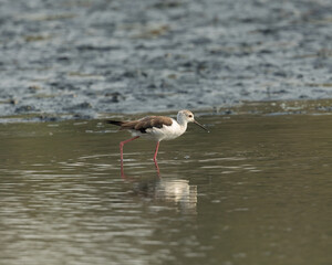 Black winged stilt wading in water, Bahrain