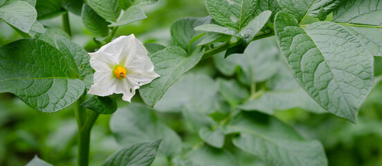 Obraz premium Potato flower in the garden.Banner,copyspace