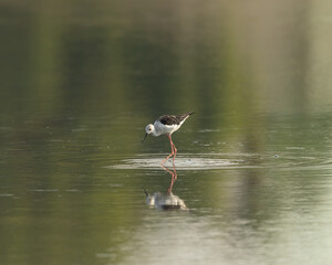 Black winged stilt walking in water, Bahrain