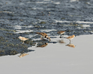 Rudy Turnstone and little stints in wetland