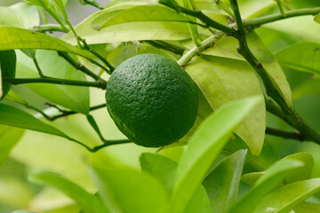 ミカンが実が育っている