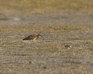 Eurasian curlew in wetland with redshank in foreground, Bahrain
